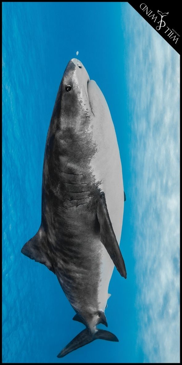 Tiger Shark Travel Towel - PRE ORDER