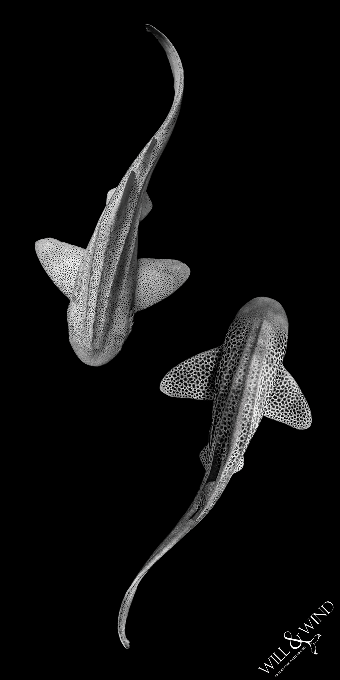 Leopards Yin Yang Travel Towel