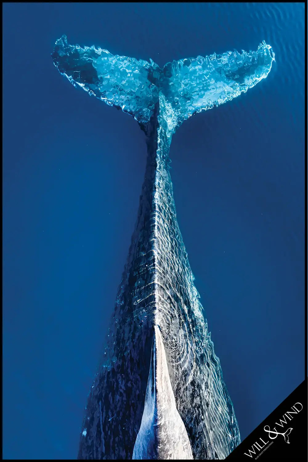 Whale Tail Multi-Towel