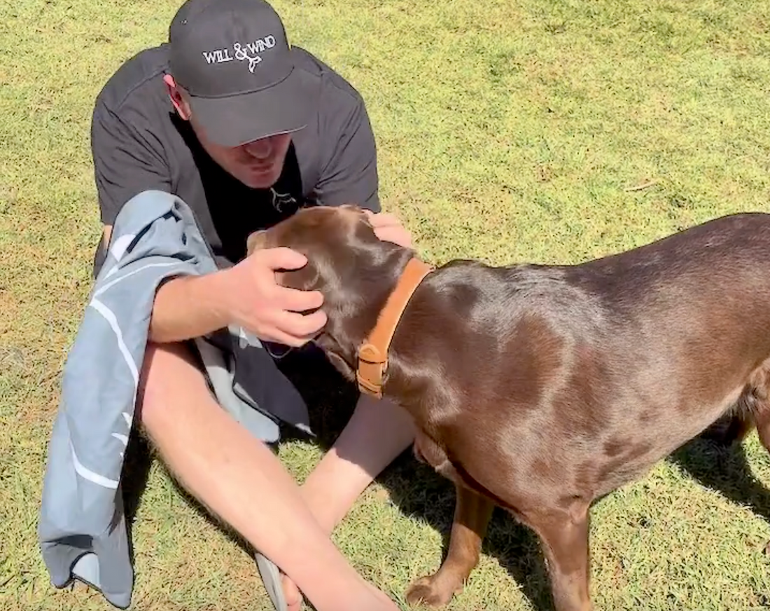 The Dog Towels You Didn’t Know You Needed