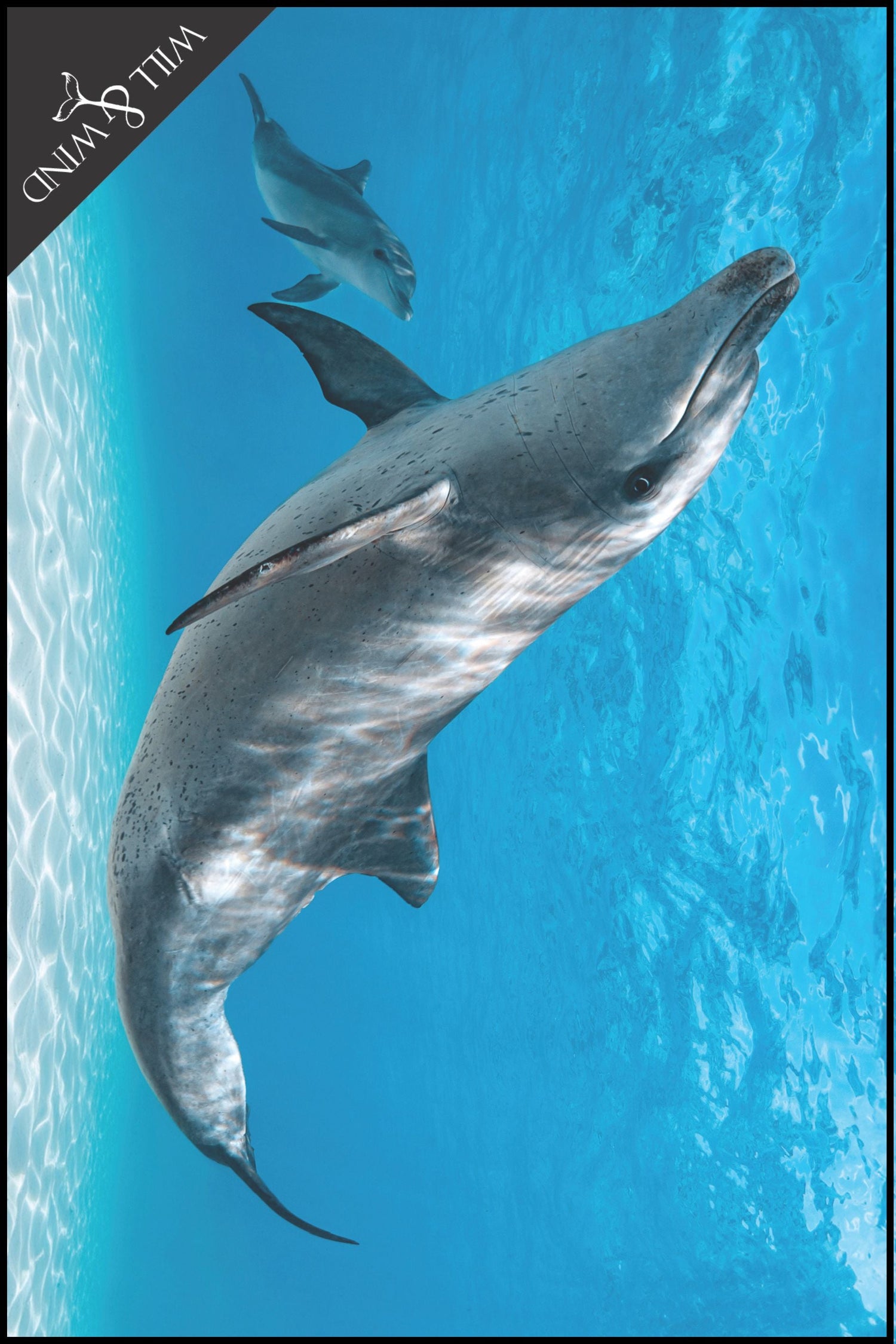 Australian Marine Conservation Society