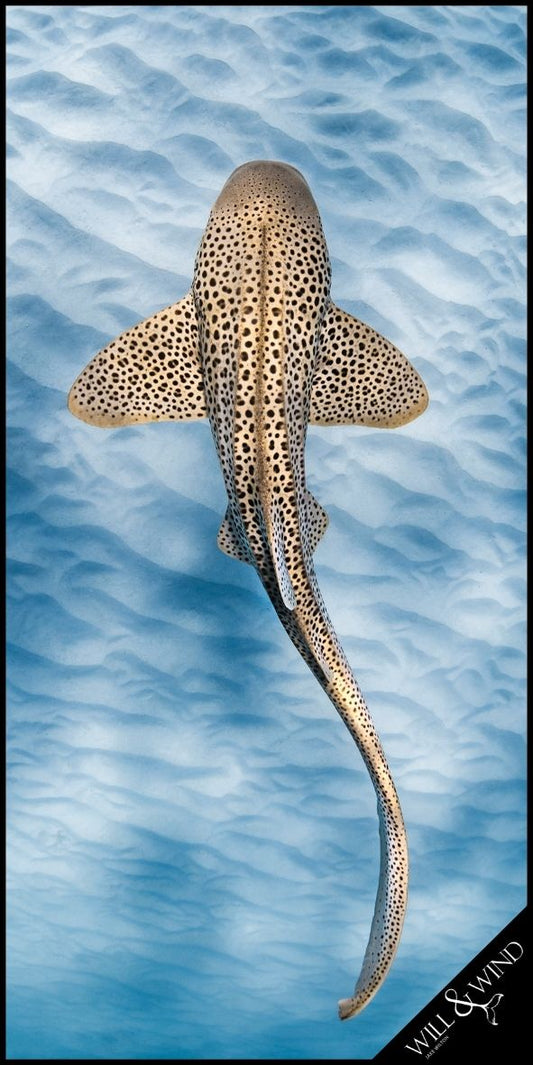 Leopard Shark Travel Towel