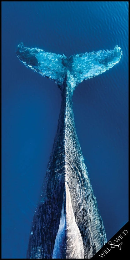 Whale Tail Travel Towel