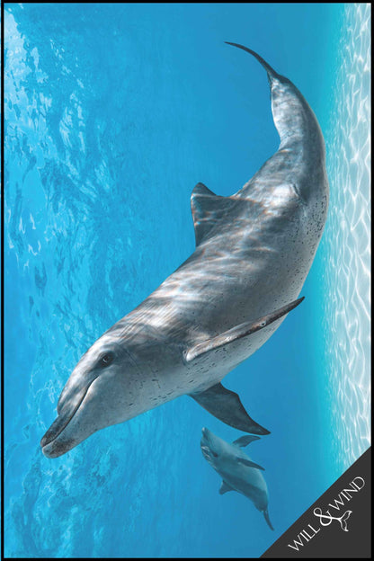 Bottlenose Dolphin & Calf Multi-Towel