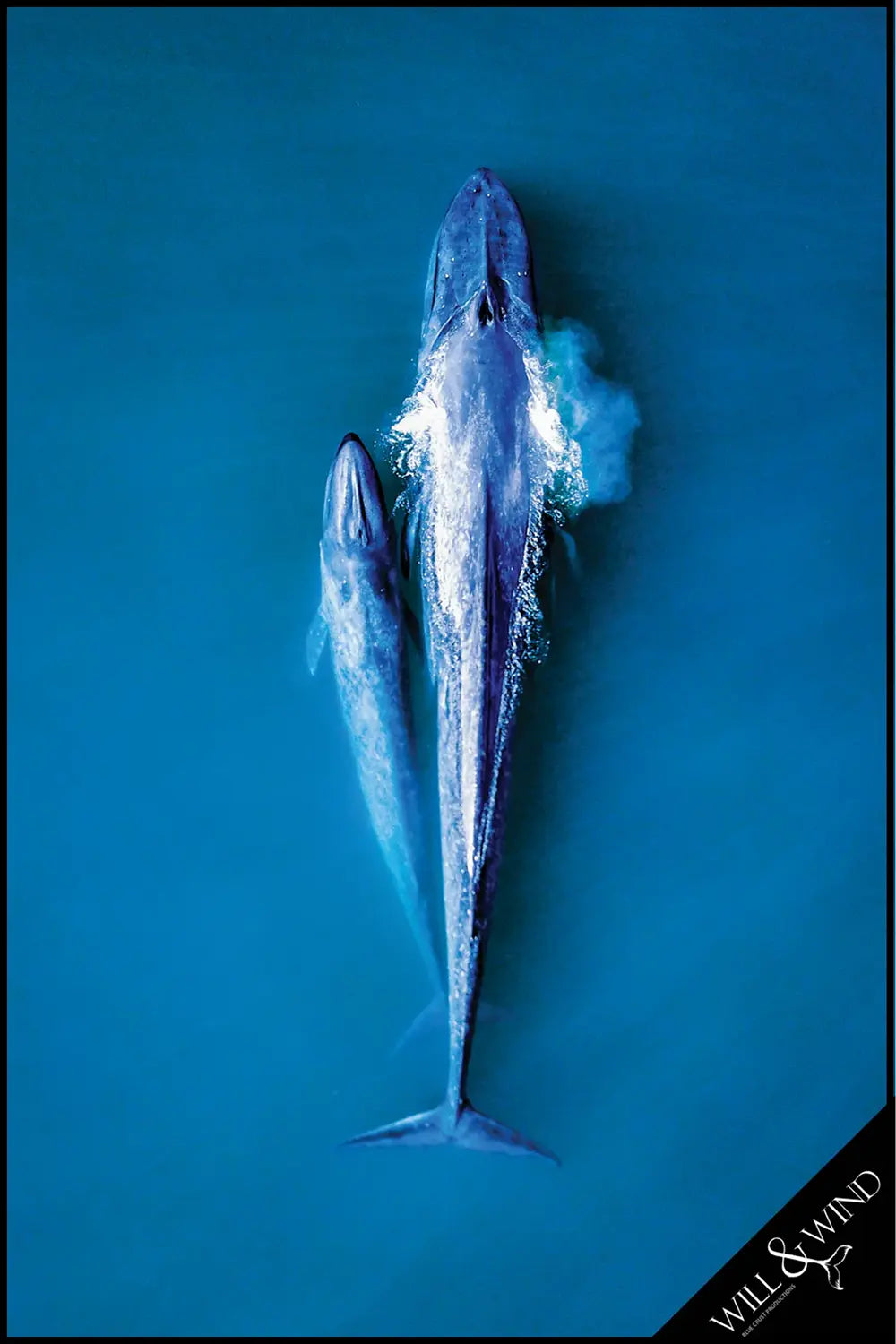 Blue Whales Multi-Towel