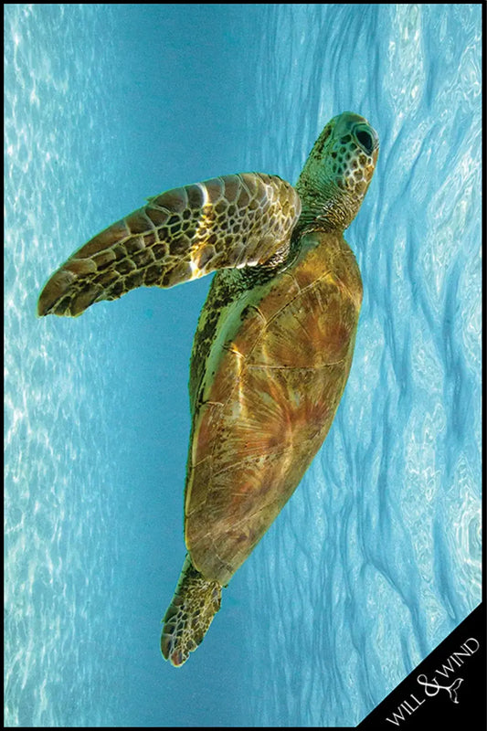 Green Sea Turtle Multi-Towel