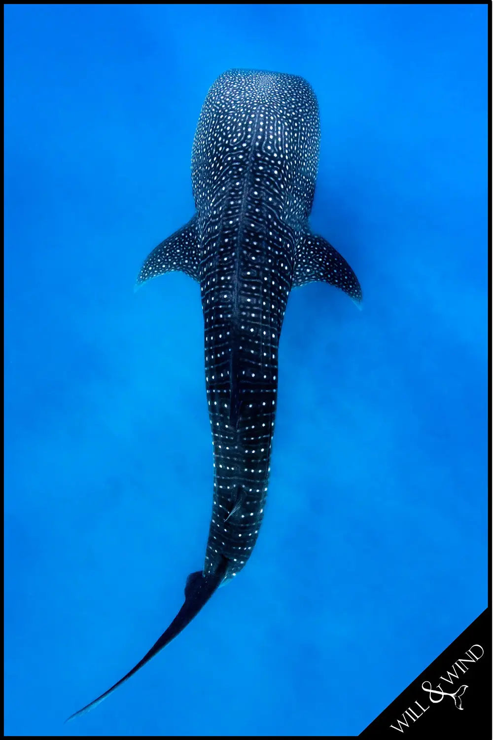 Whale Shark Multi-Towel