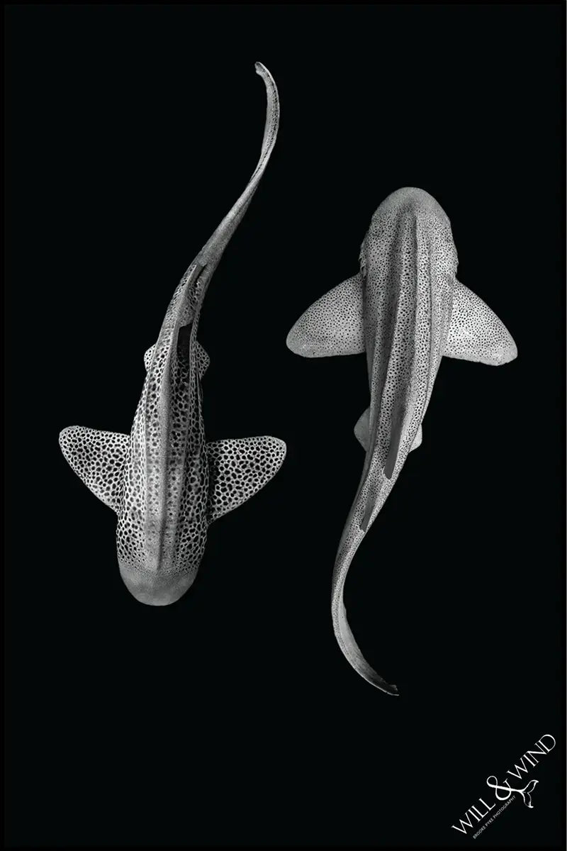 Yin Yang Leopard Sharks Multi-Towel