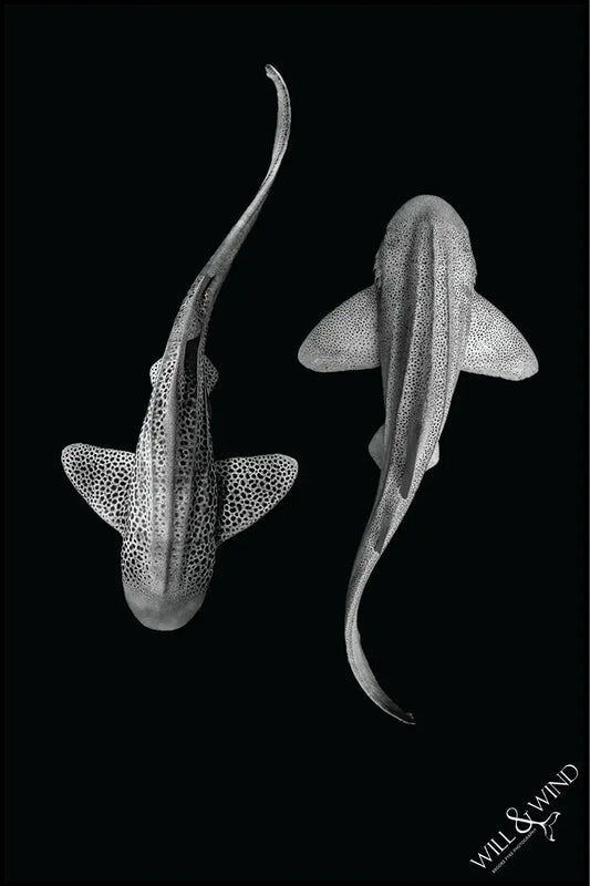 Yin Yang Leopard Sharks Multi-Towel