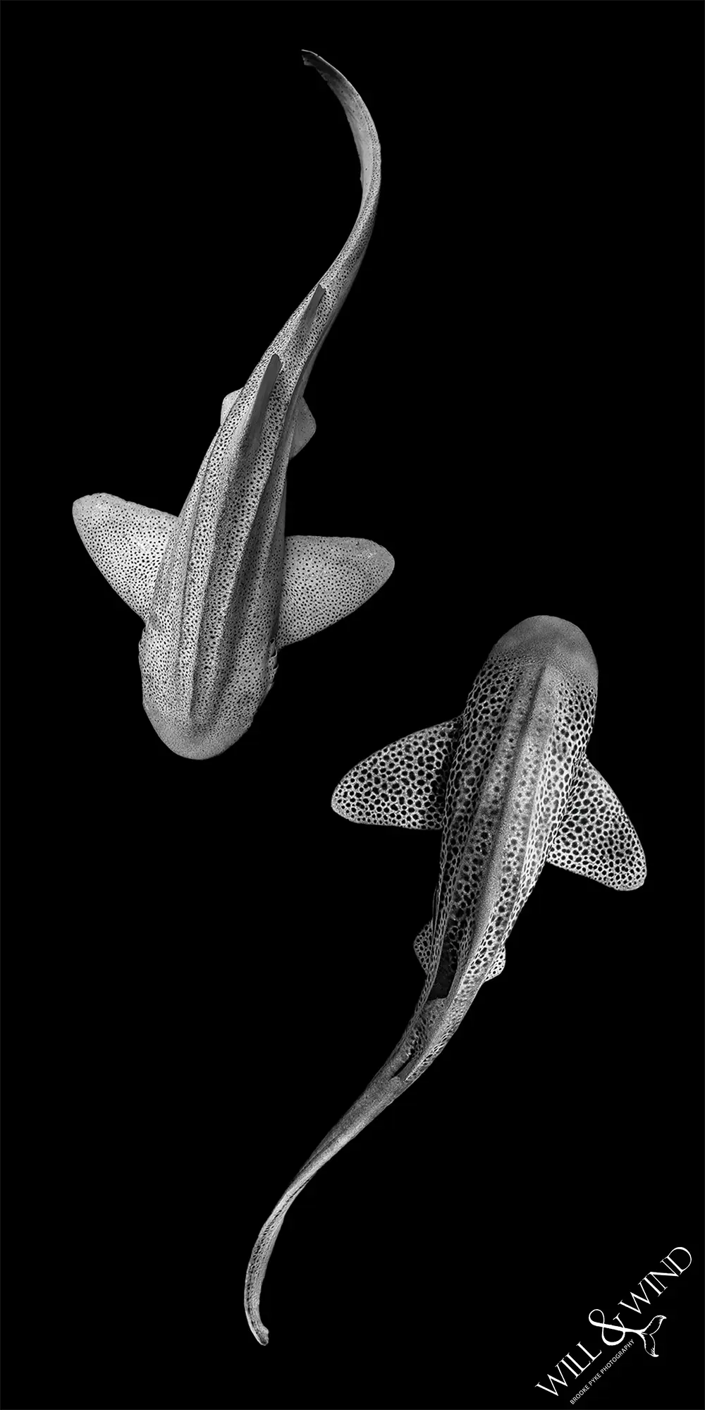 Leopards Yin Yang Travel Towel