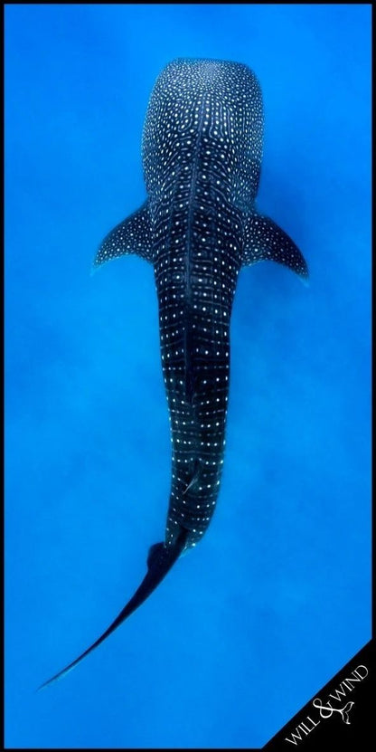 Whale shark swimming in clear blue water