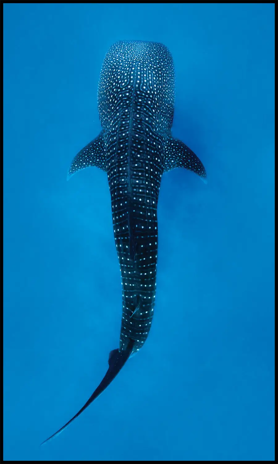 Whale Shark gym towel design