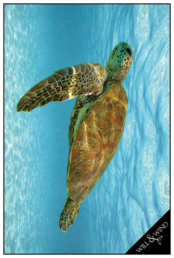 Green Sea Turtle Multi-Towel