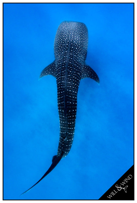Whale Shark Multi-Towel
